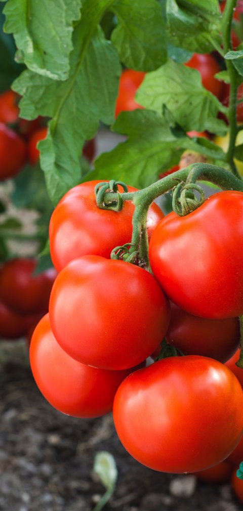 LP_Organic-farming_2